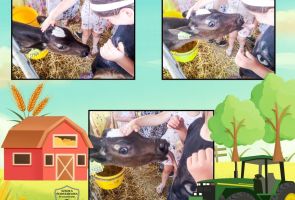 Powiększ obraz: gospodarstwo (7)