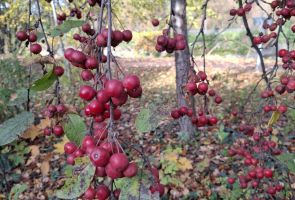 Powiększ obraz: 2 - foto jesiennego spaceru - M.Lapczyk