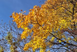 Powiększ obraz: 3 - foto jesiennego spaceru - M.Lapczyk