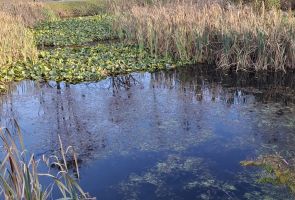 Powiększ obraz: 4 -foto jesiennego spaceru - M.Lapczyk